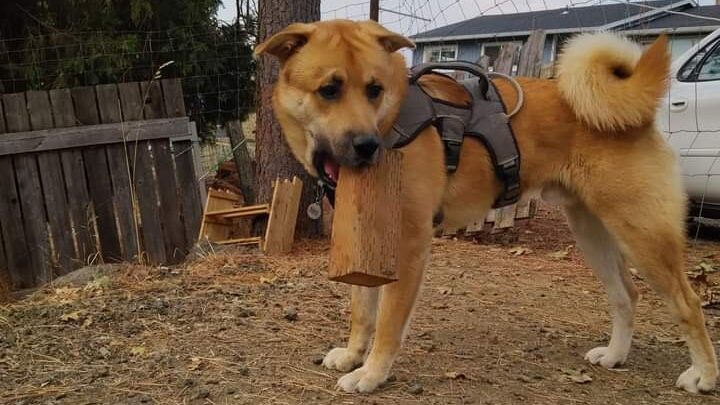 dog in clean yard